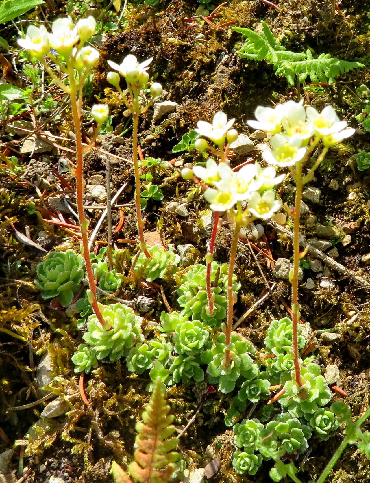 Saxifraga conifera habit
