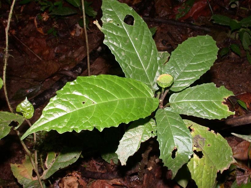 Dorstenia choconiana leaf