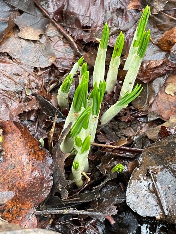 Crocus tommasinianus leaf
