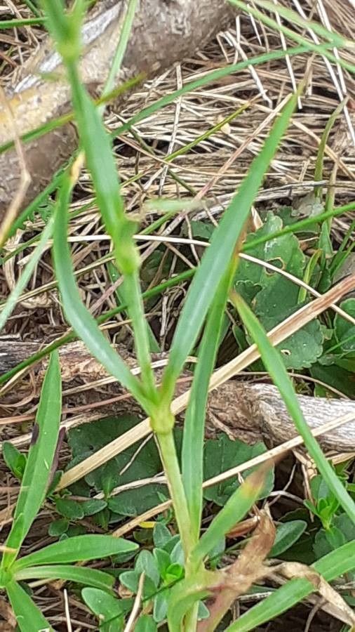Dianthus superbus — search result for 'Germany'
