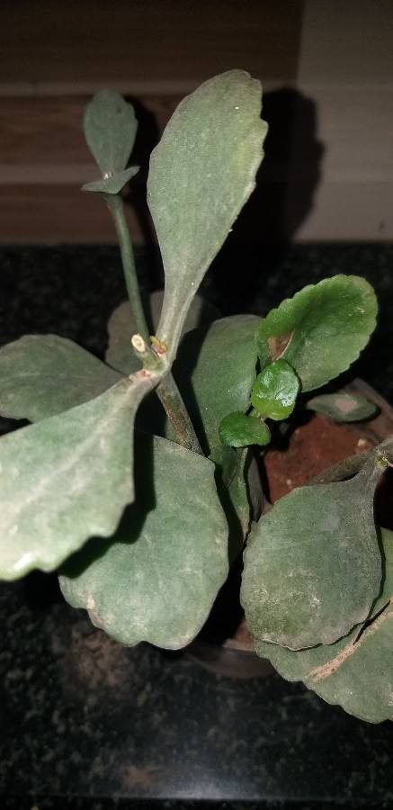 Kalanchoe dinklagei flower