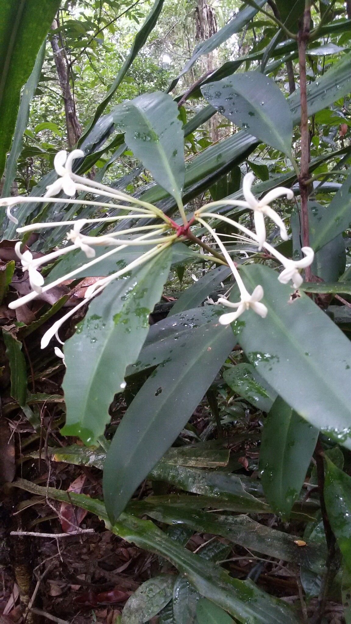 Ixora masoalensis — search result for 'Ixora'