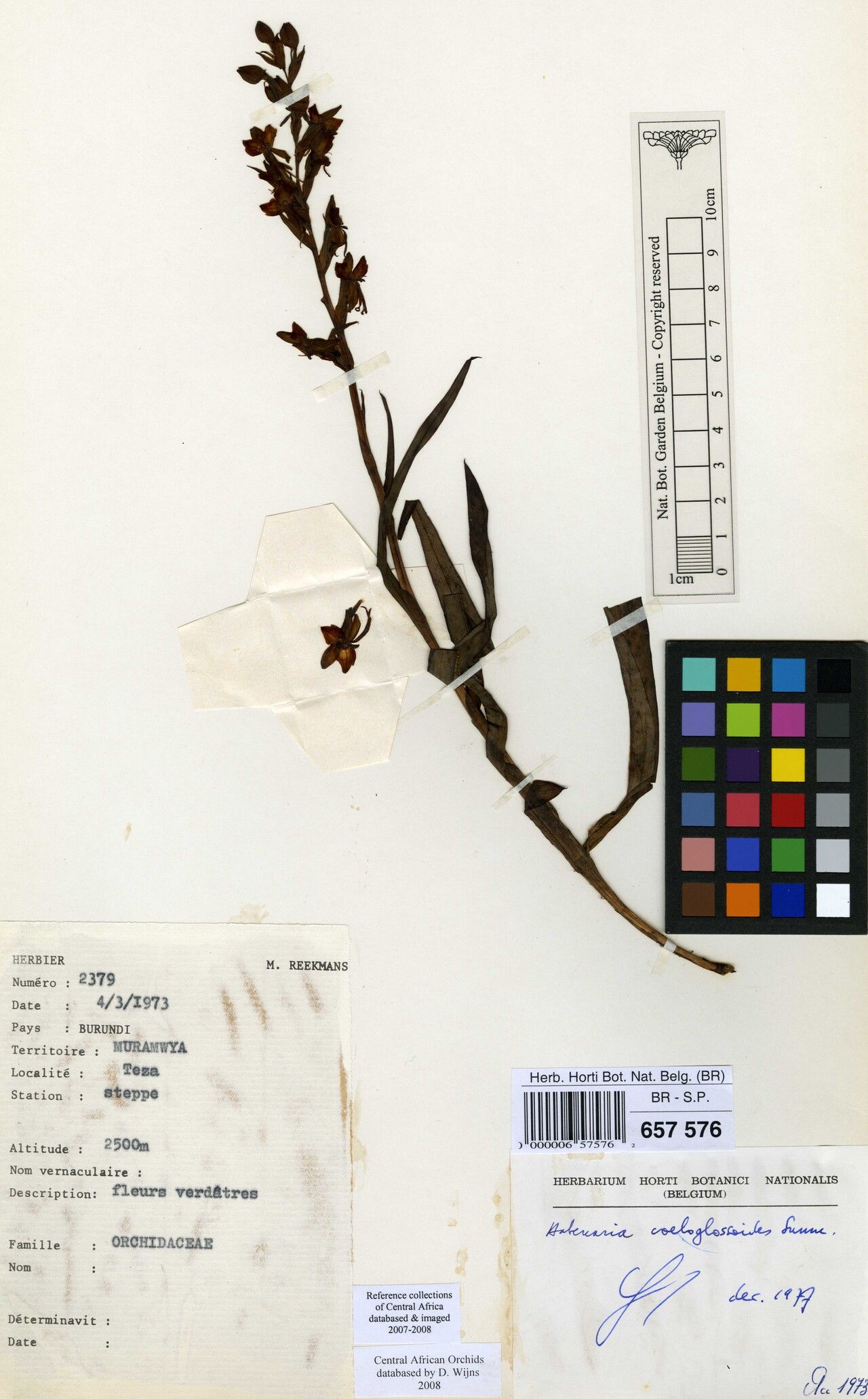 Habenaria coeloglossoides — houseplant care guide