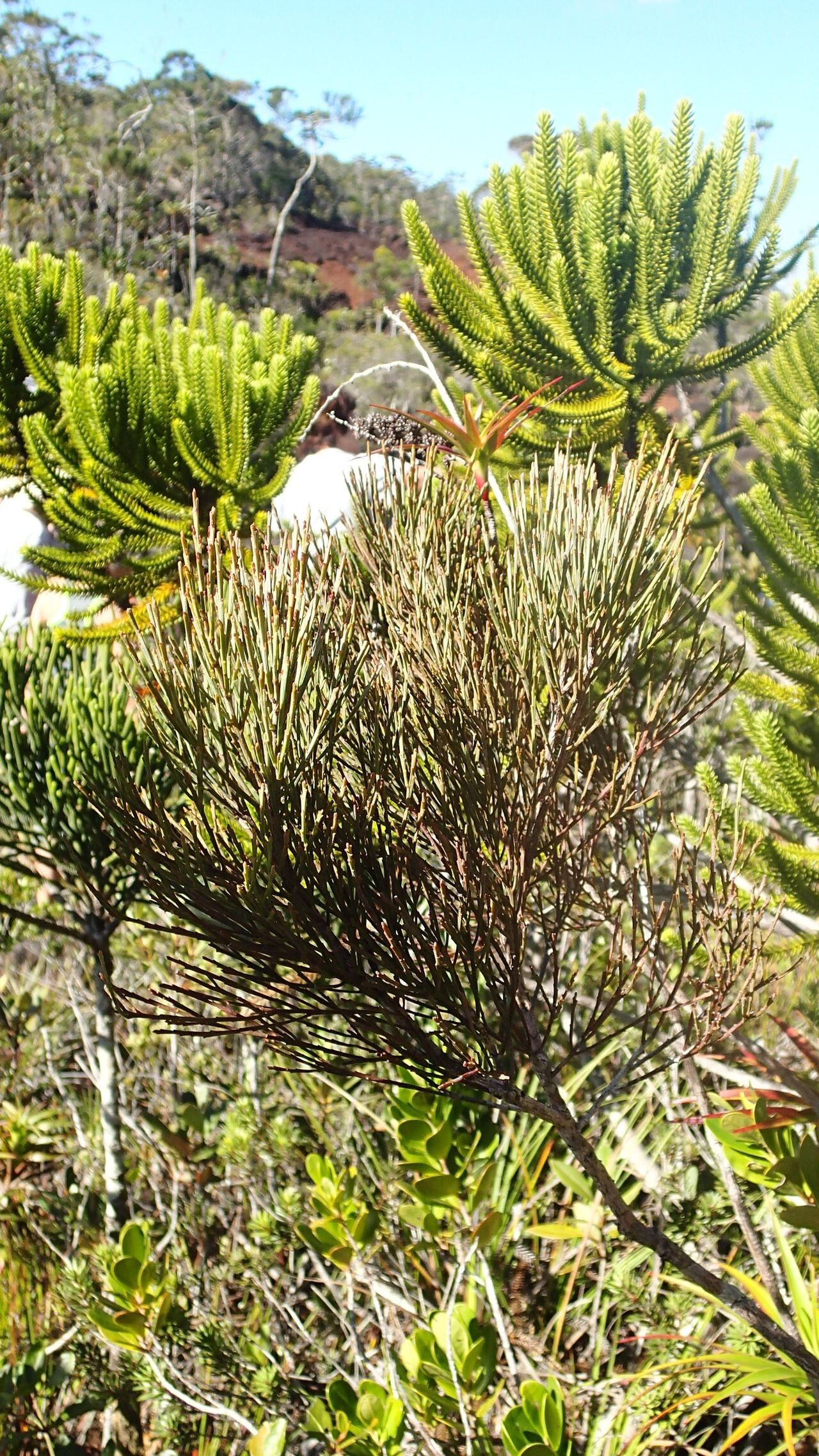 Exocarpos pseudocasuarina — related species from the same genus