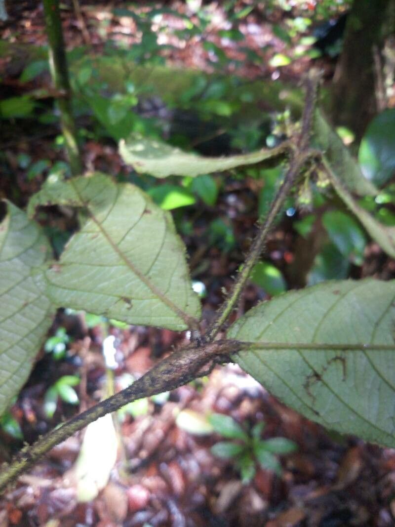 Cordia nodosa — search result for 'Cordia'