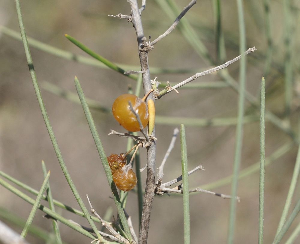 Asparagus arborescens fruit