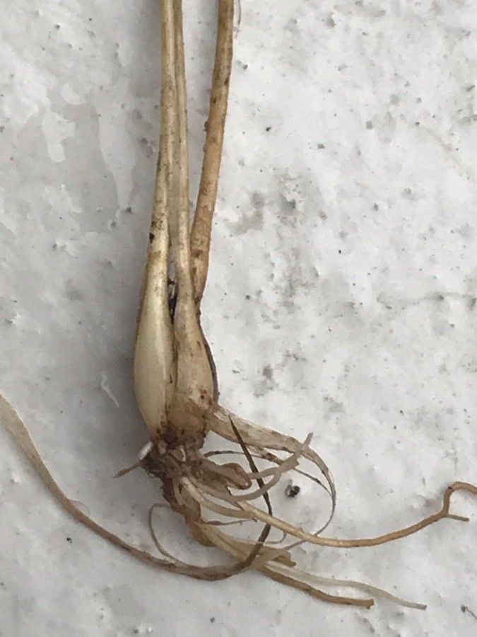 Allium ericetorum fruit