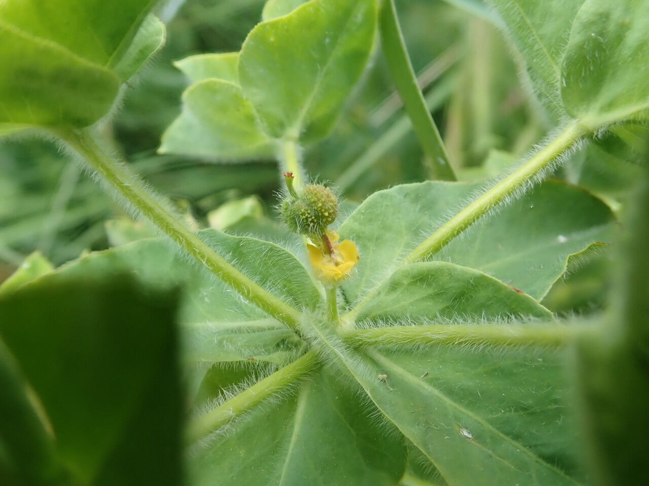 Euphorbia hirsuta fruit