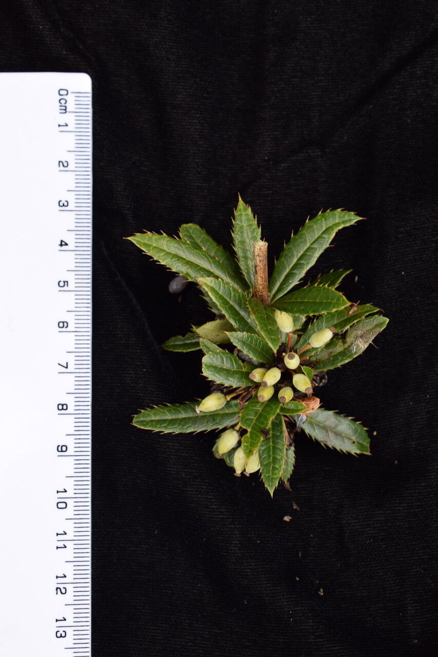 Berberis wallichiana other