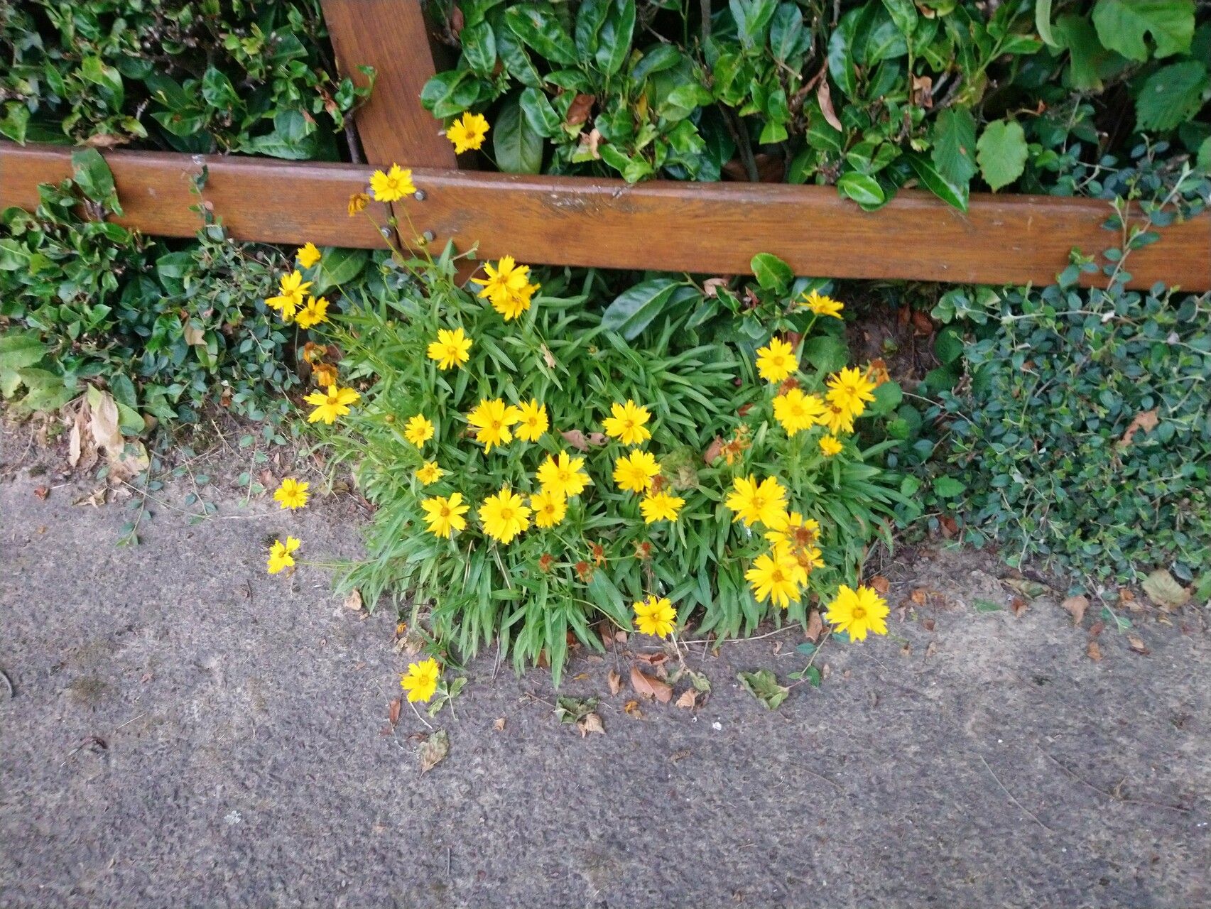 Coreopsis auriculata habit