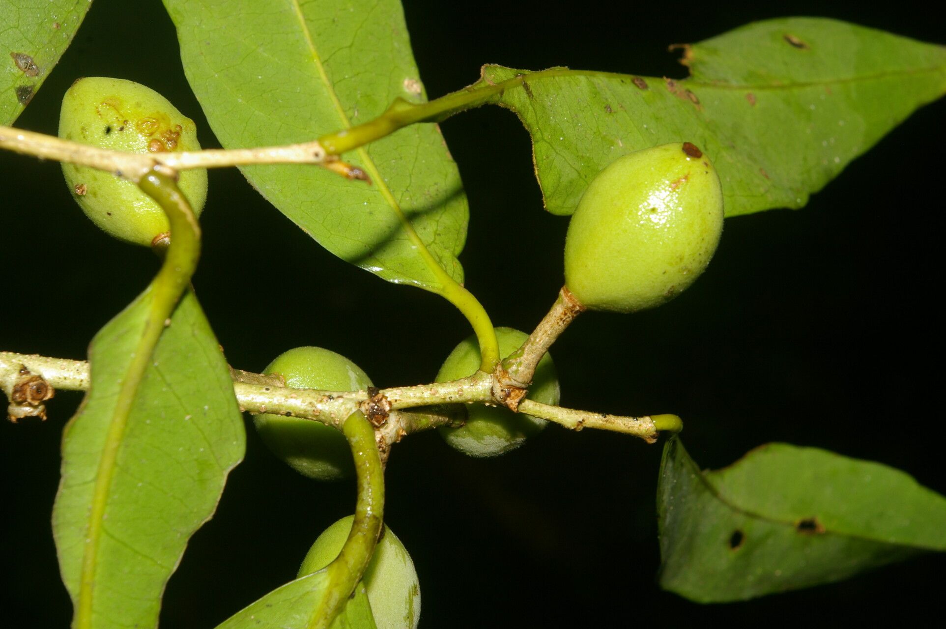 Drypetes standleyi fruit