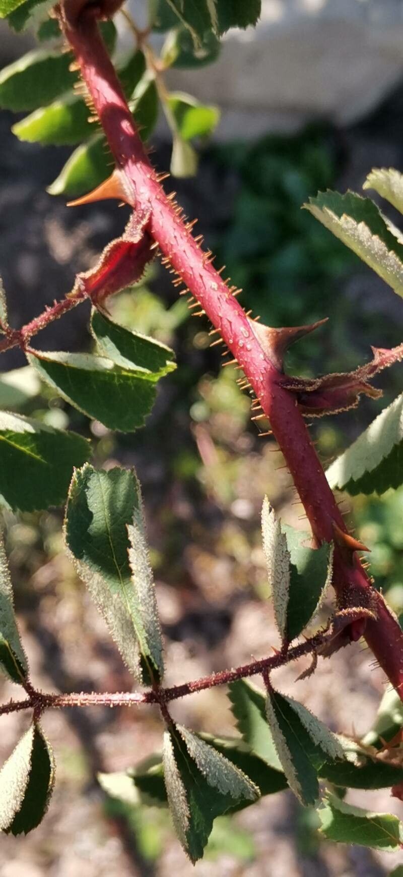 Rosa sweginzowii bark