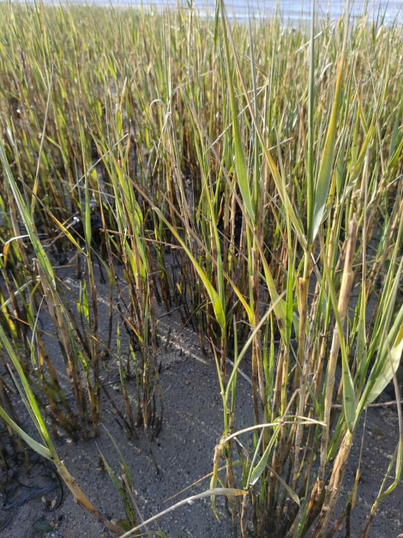 Sporobolus maritimus — search result for 'Sporobolus'