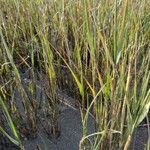 Sporobolus maritimus