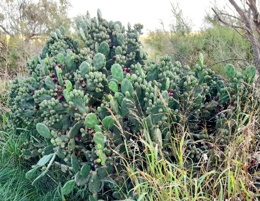 Opuntia bonaerensis habit