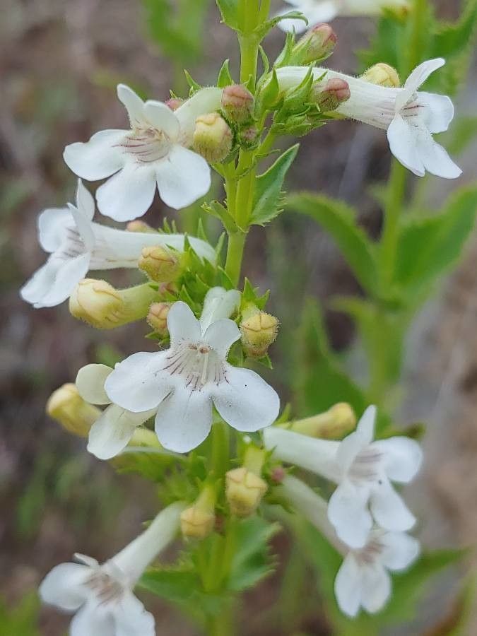 Penstemon deustus flower