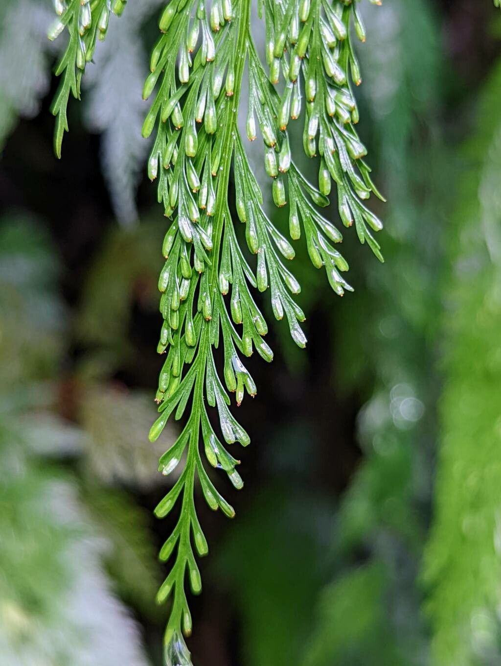 Davallia solida fruit
