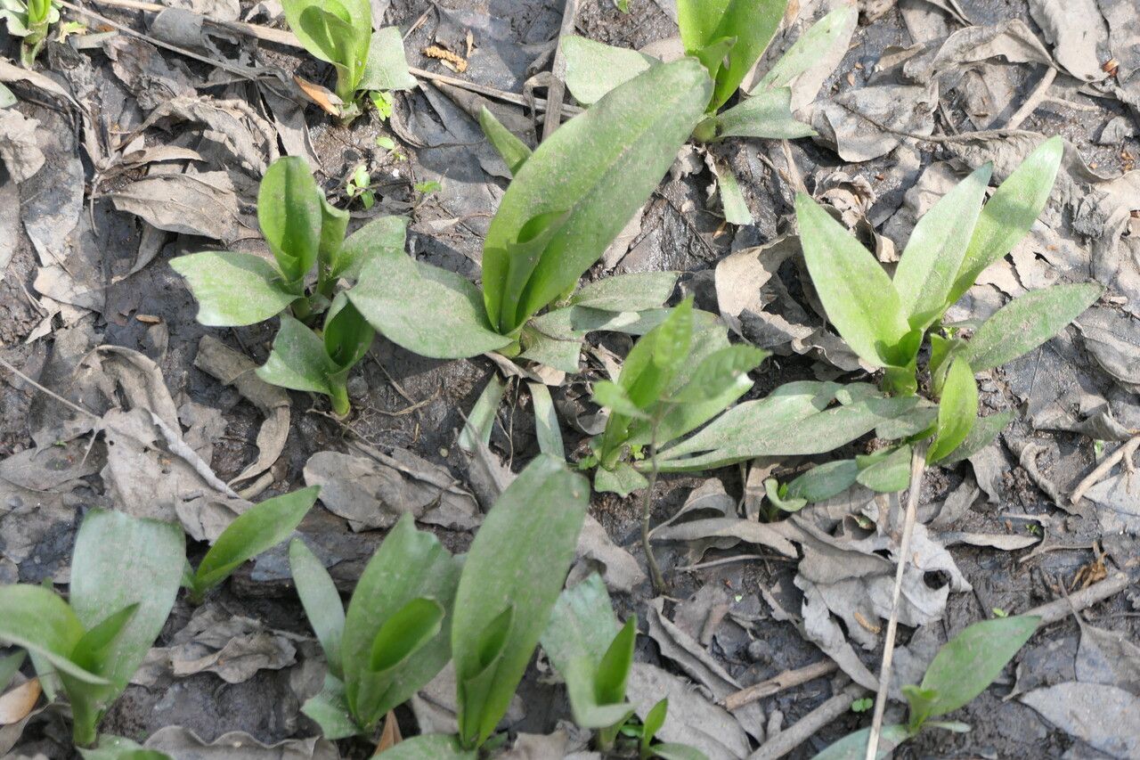 Dodecatheon meadia leaf