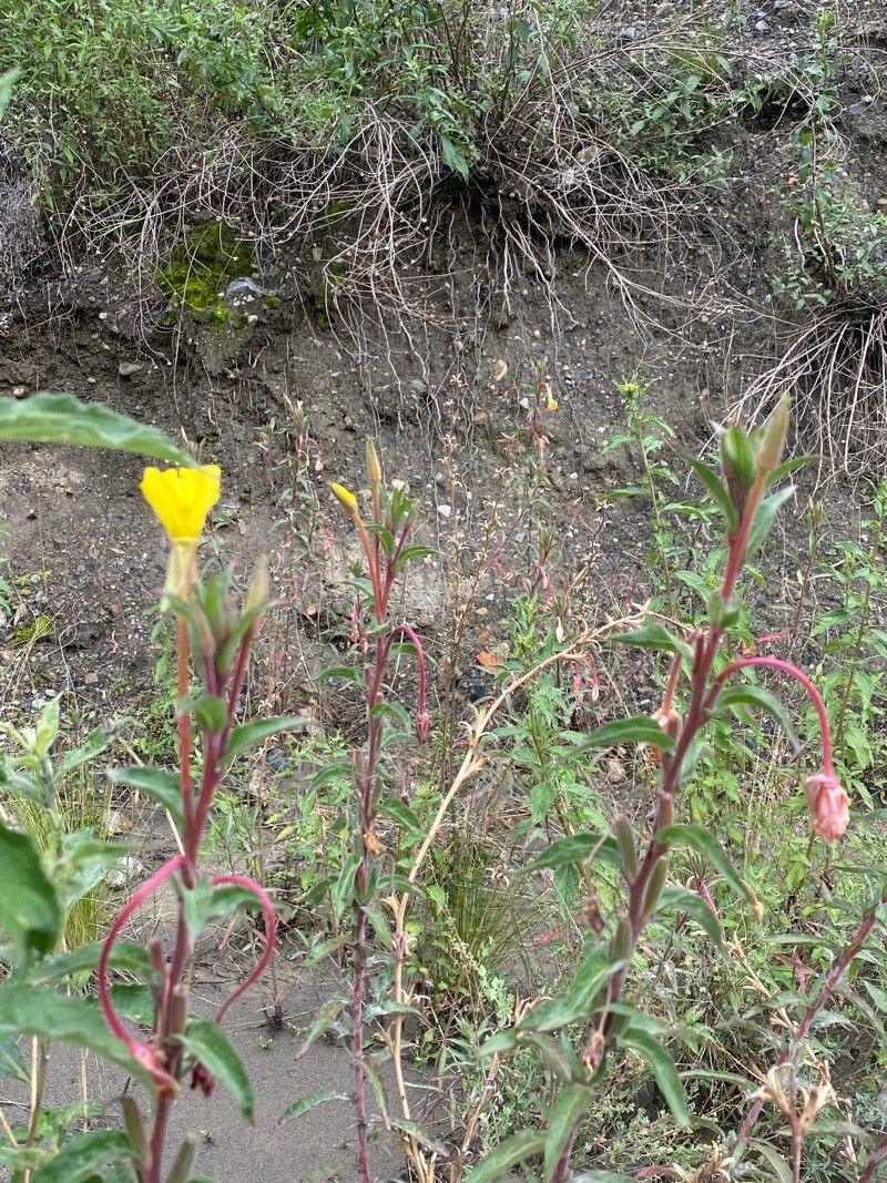Oenothera elongata — search result for 'Oenothera'