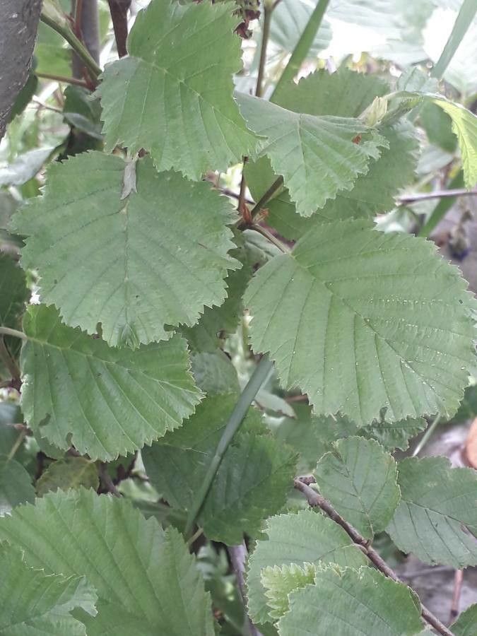 Alnus × pubescens — search result for 'Alnus'