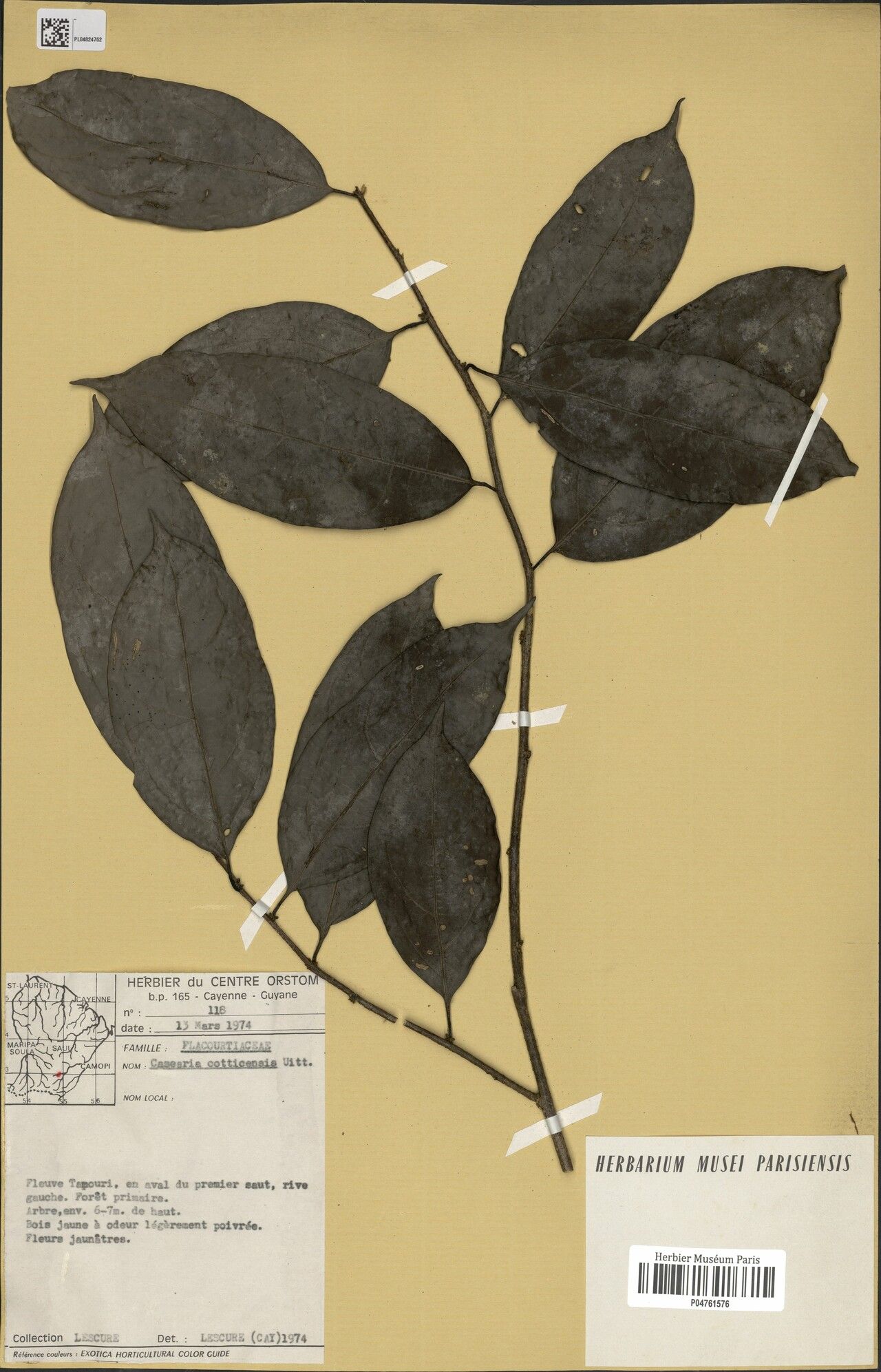 Casearia cotticensis — houseplant care guide