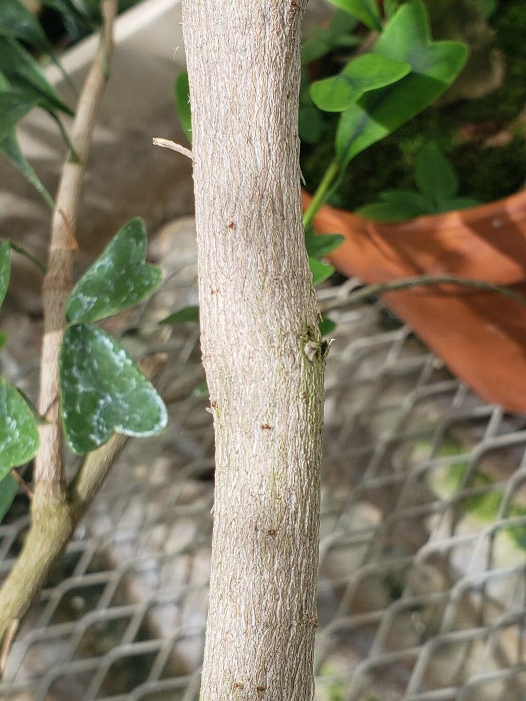 Heptapleurum emarginatum bark