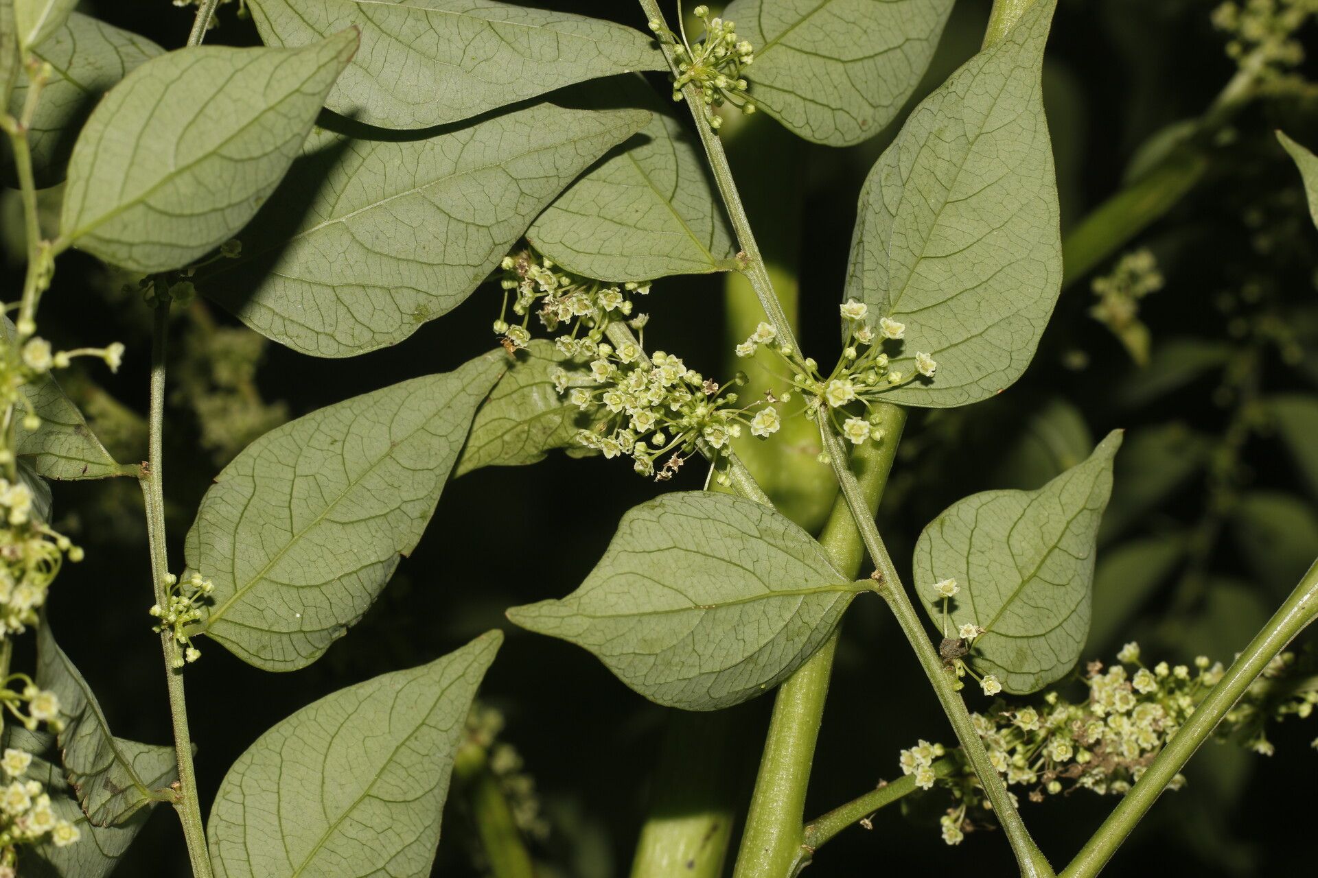 Phyllanthus anisolobus flower