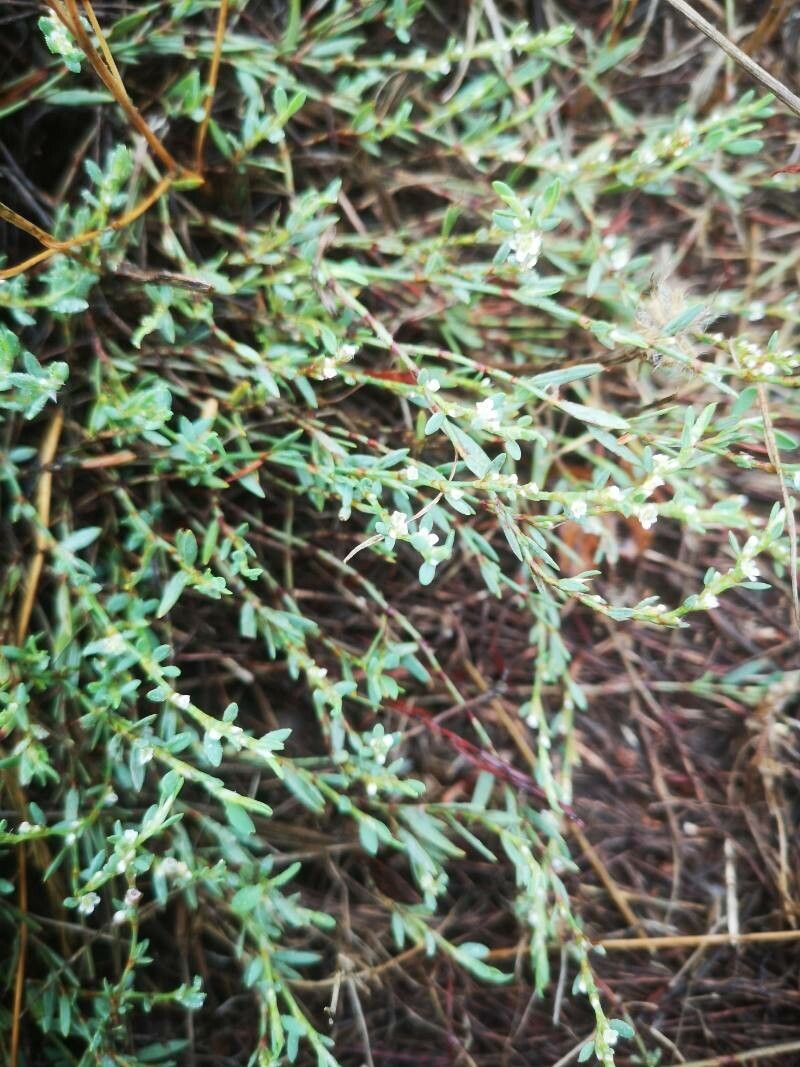 Polygonum romanum — houseplant care guide