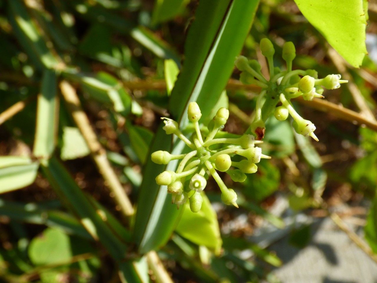 Cissus quadrangularis fruit