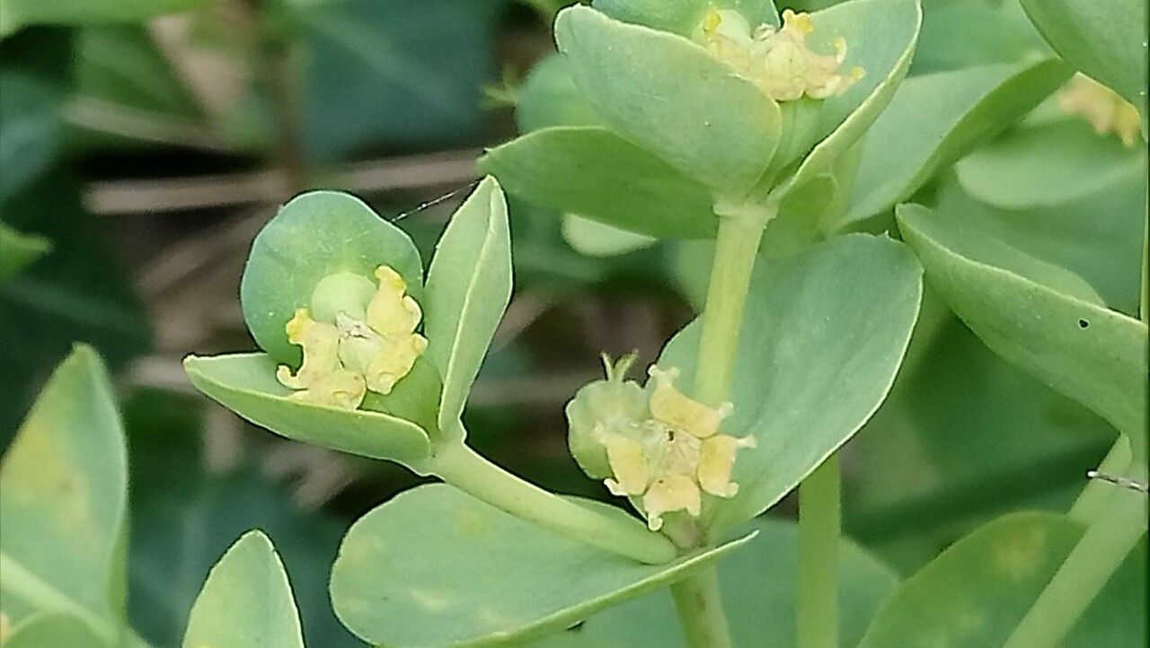 Euphorbia corsica flower