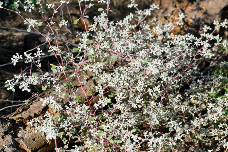 Tidestromia lanuginosa leaf