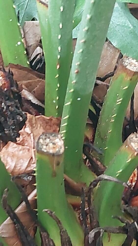 Cycas guizhouensis leaf