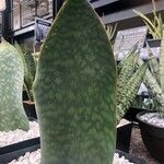 Sansevieria masoniana