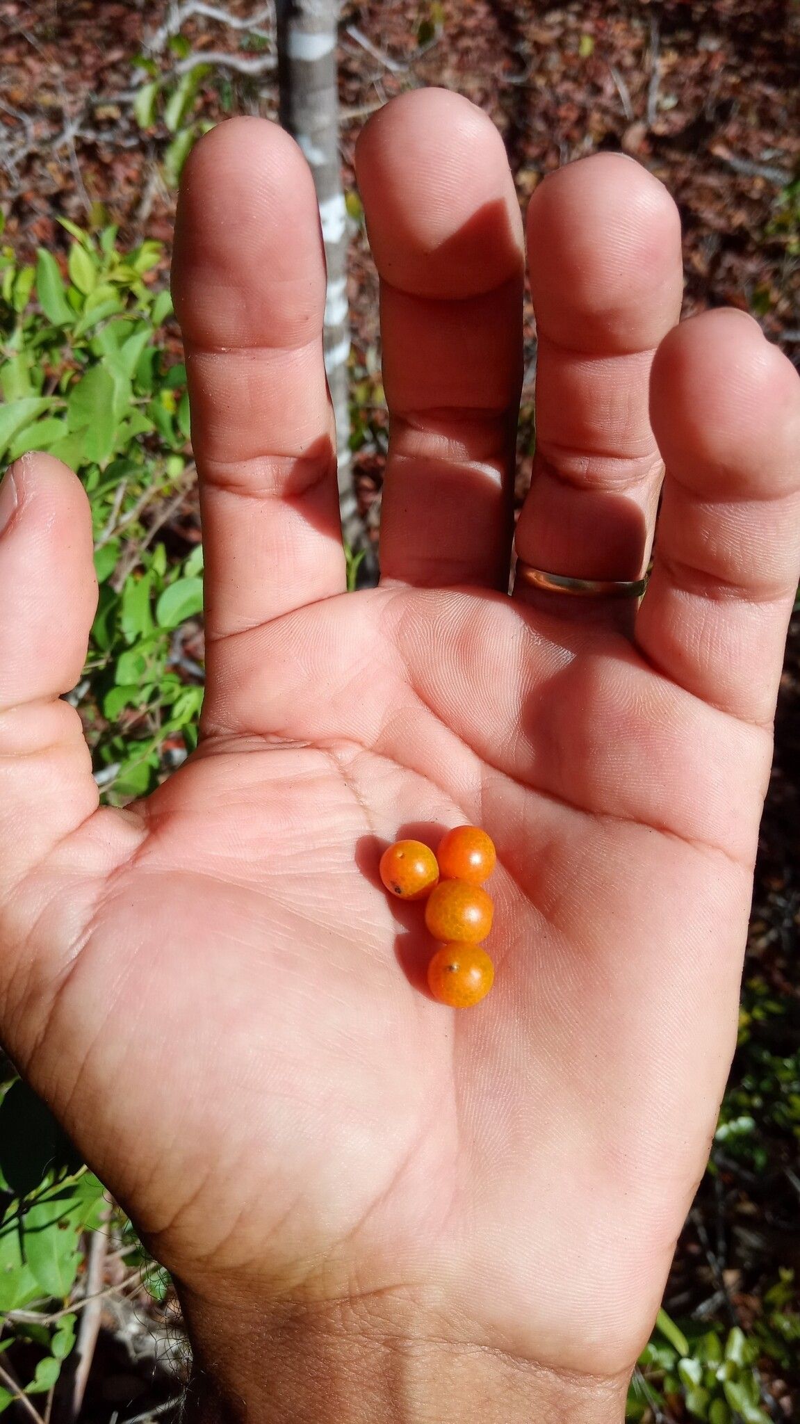Myrciaria cuspidata fruit