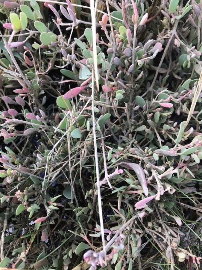 Halimione pedunculata — related species from the same genus