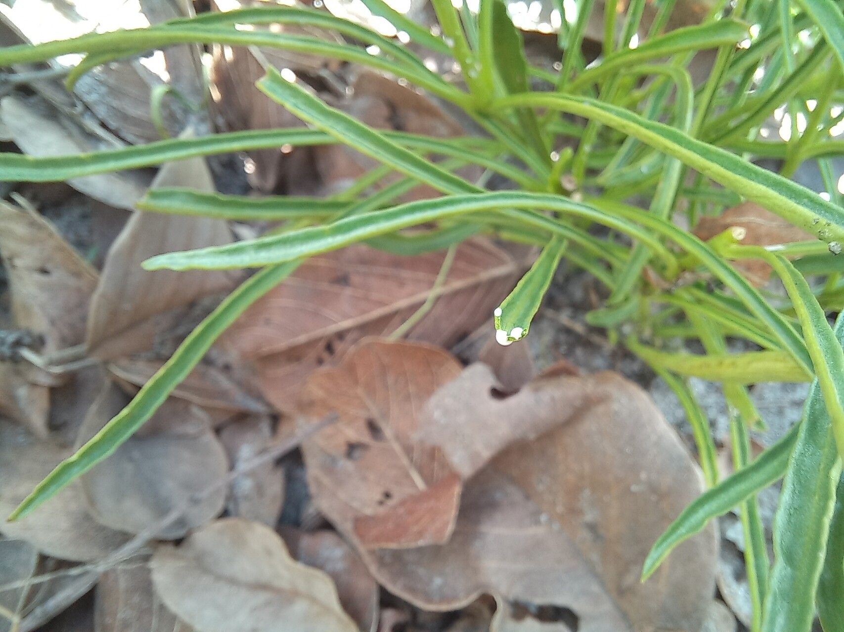 Rauvolfia nana — search result for 'Rauvolfia'