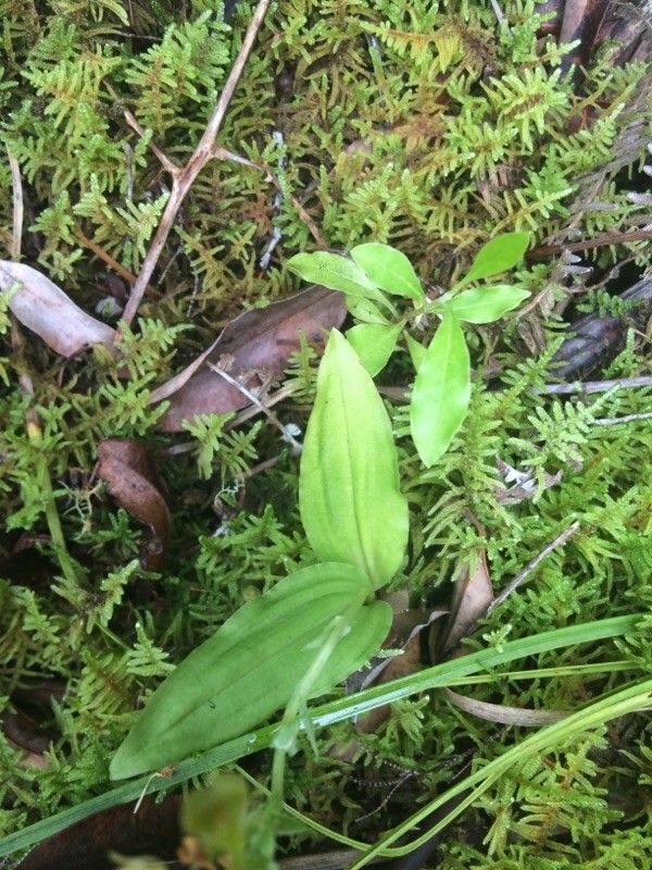 Liparis flavescens leaf