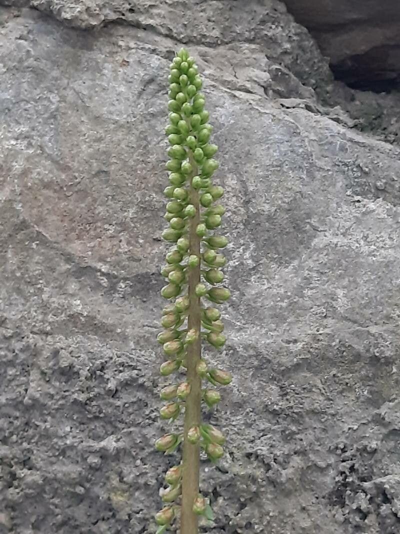 Verbascum boerhavii fruit