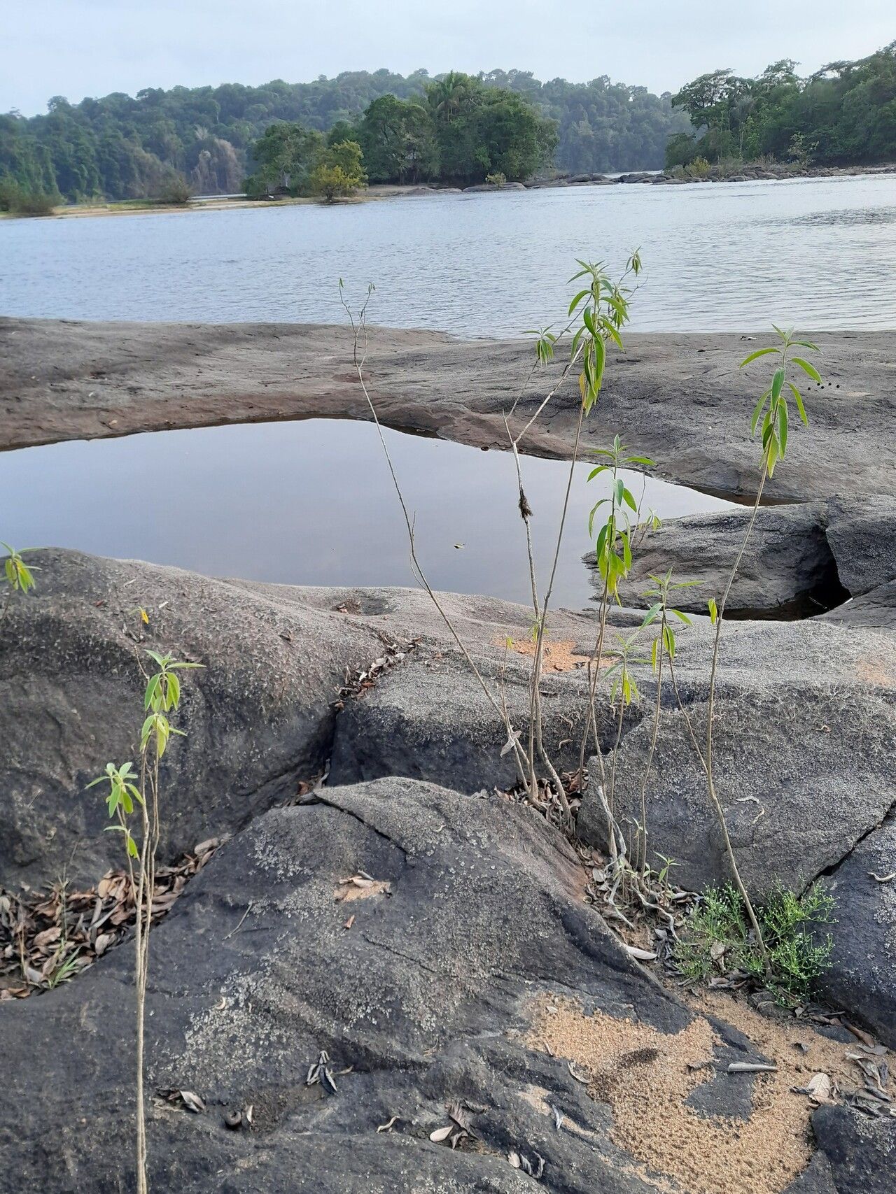 Solanum schomburgkii habit