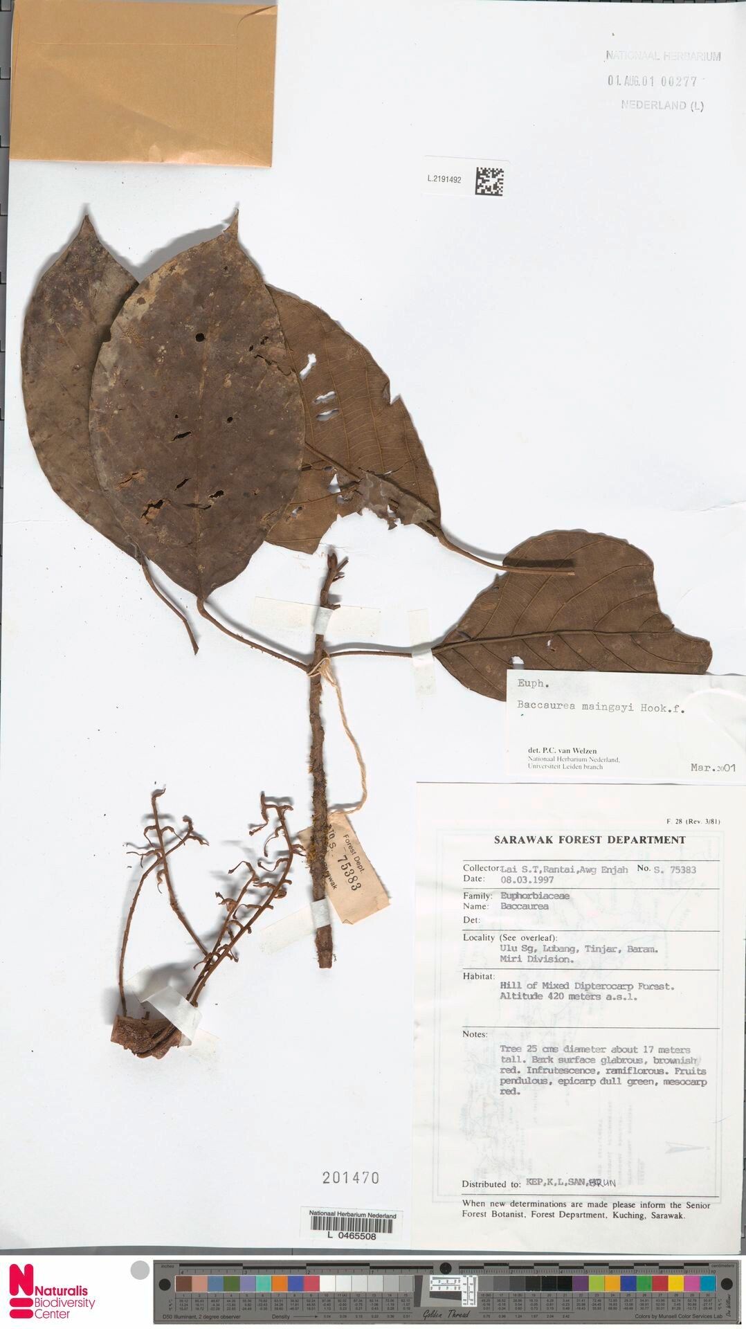 Baccaurea maingayi — related species from the same genus