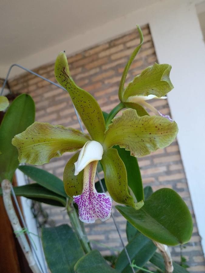 Cattleya granulosa — search result for 'Cattleya'