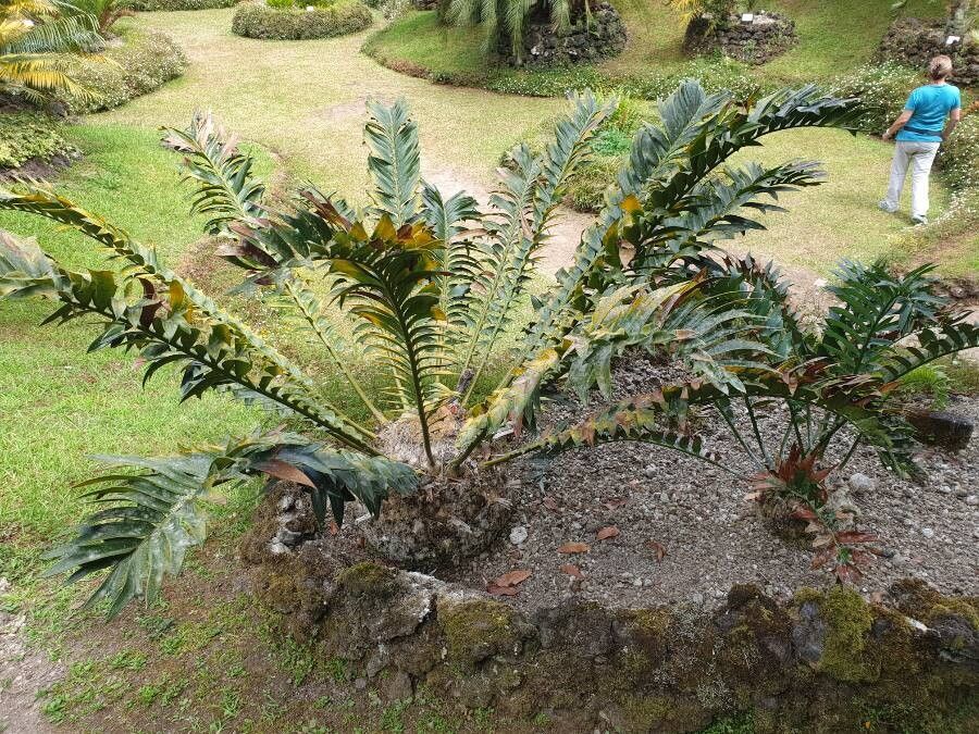 Encephalartos arenarius — search result for 'Zamiaceae'