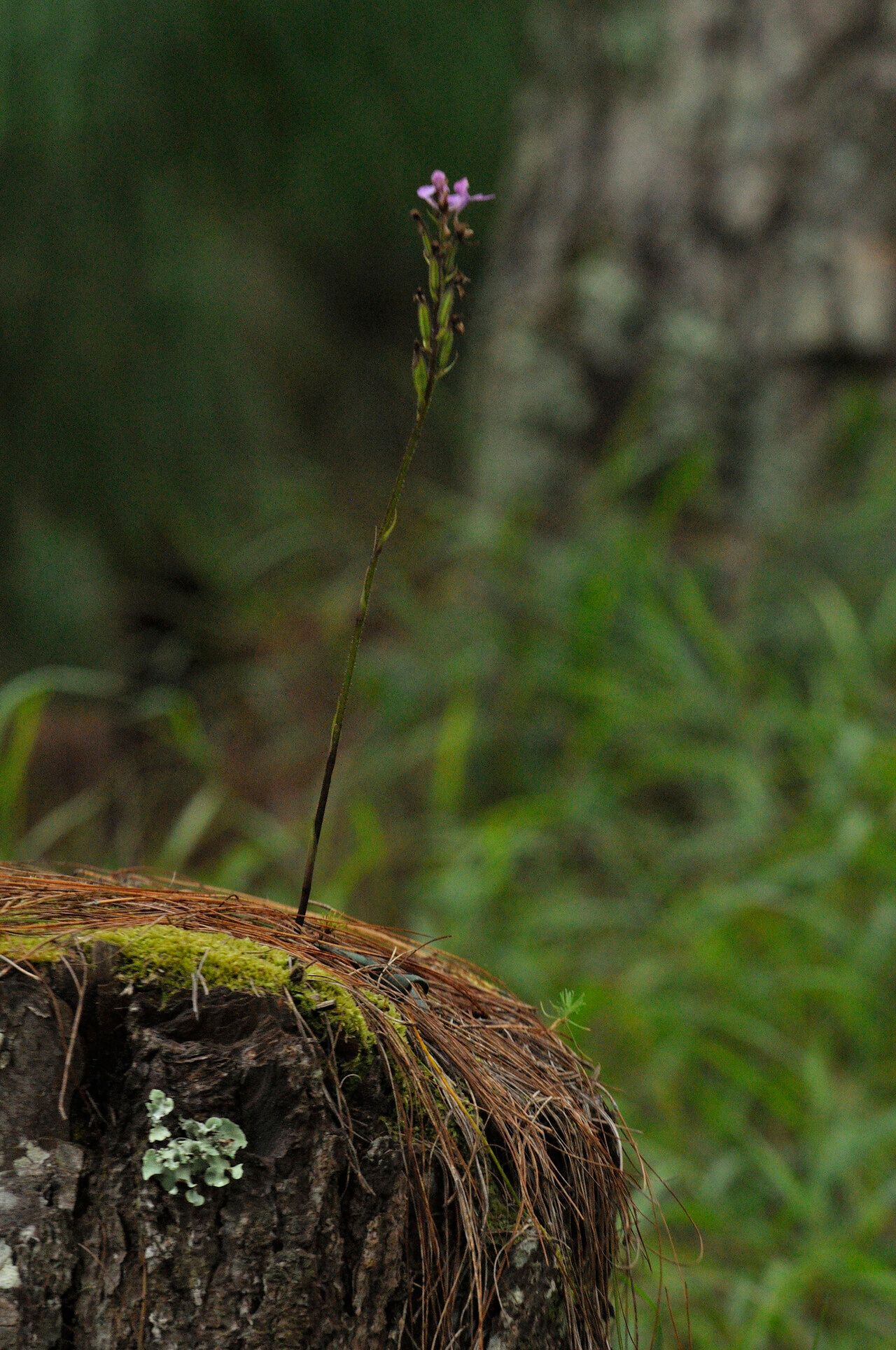 Cynorkis kassneriana habit