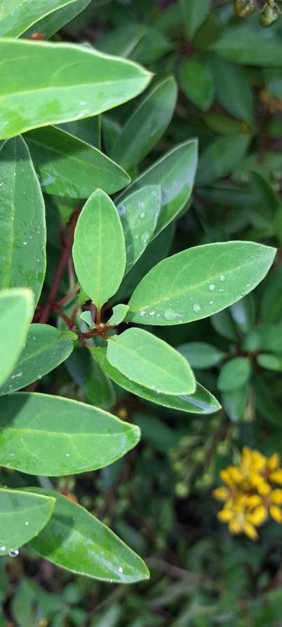 Galphimia glauca leaf