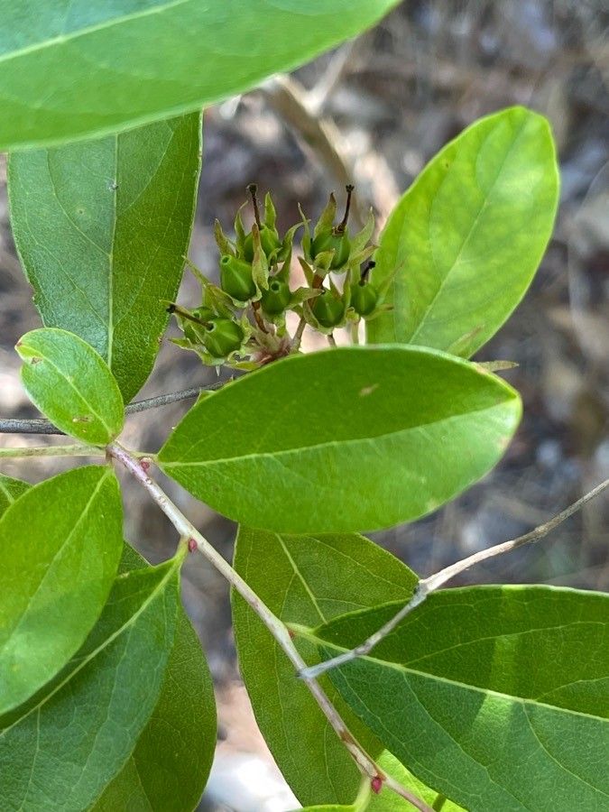 Lyonia mariana fruit