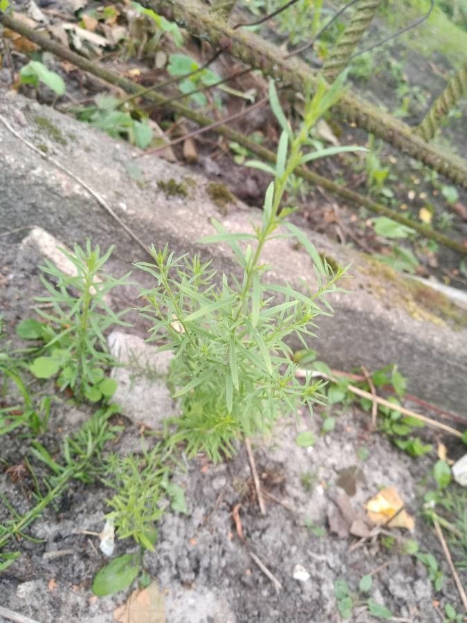 Nierembergia hippomanica leaf