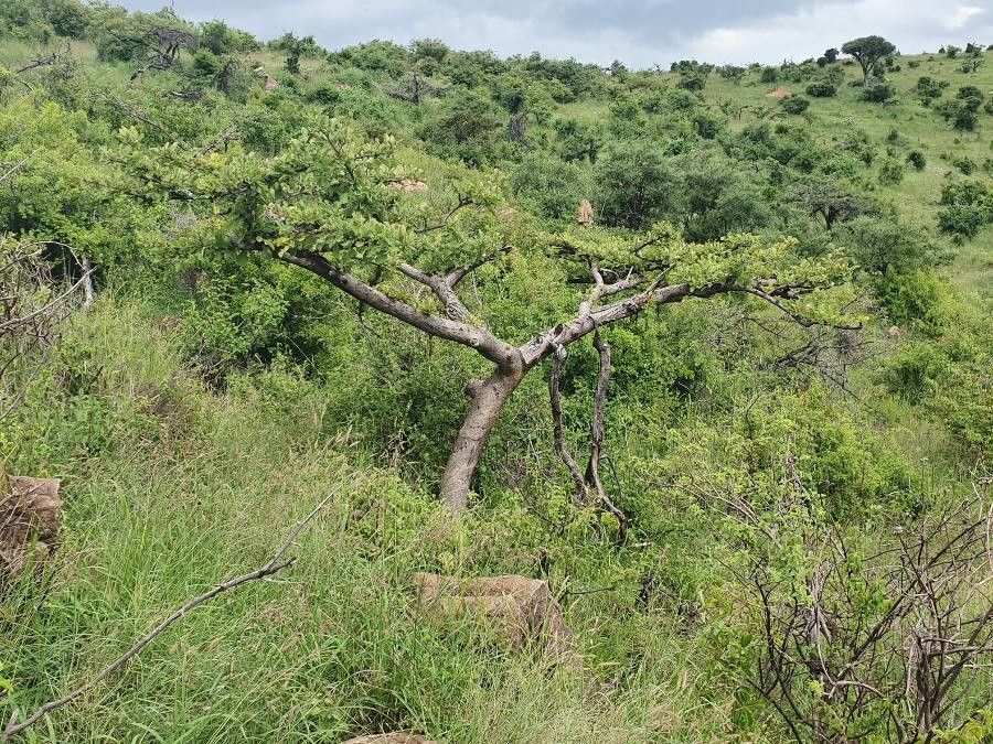 Lannea triphylla bark