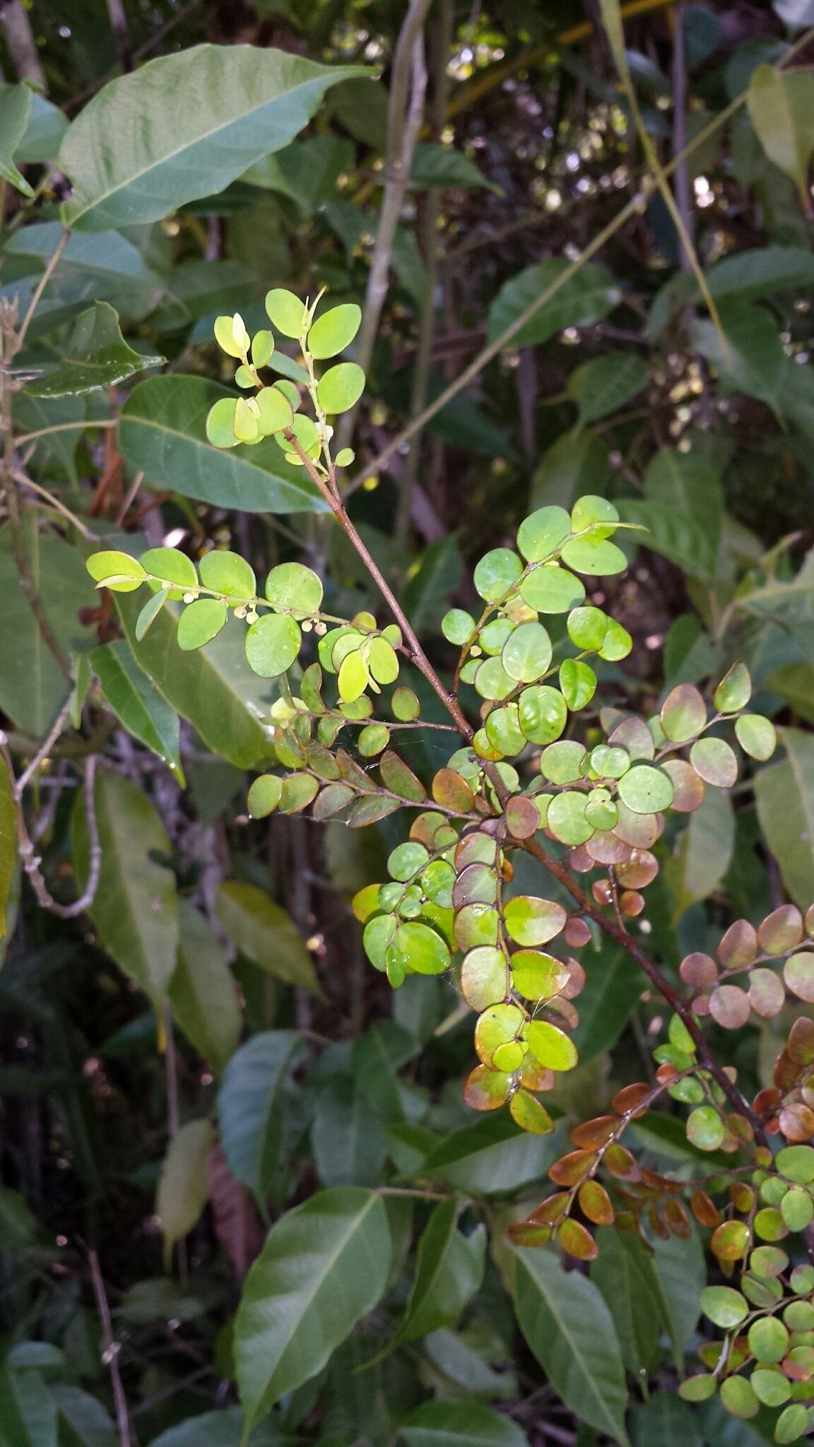 Phyllanthus madagascariensis — houseplant care guide