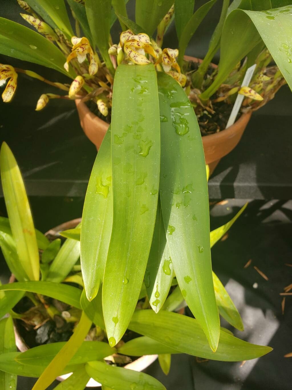 Maxillaria picta leaf
