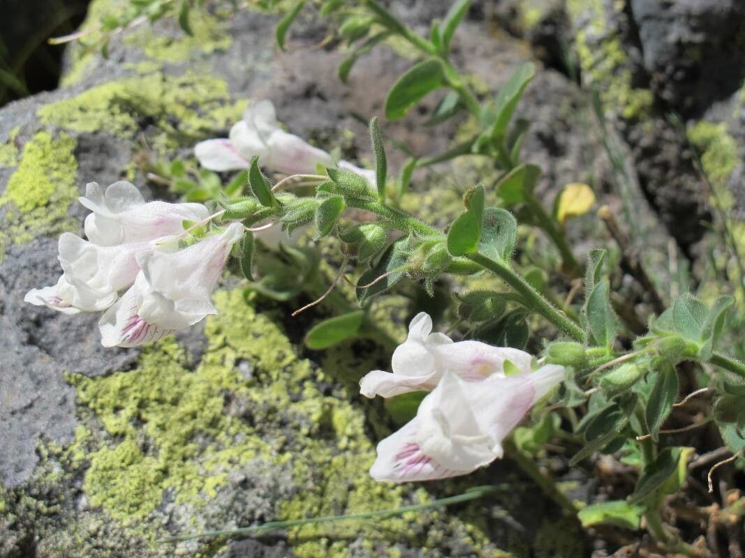Antirrhinum grosii flower